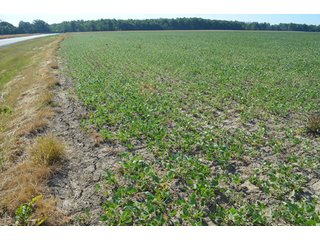 Property photo 29 - 108 +/- Acres Offered in 2 Tracts - Land Auction
